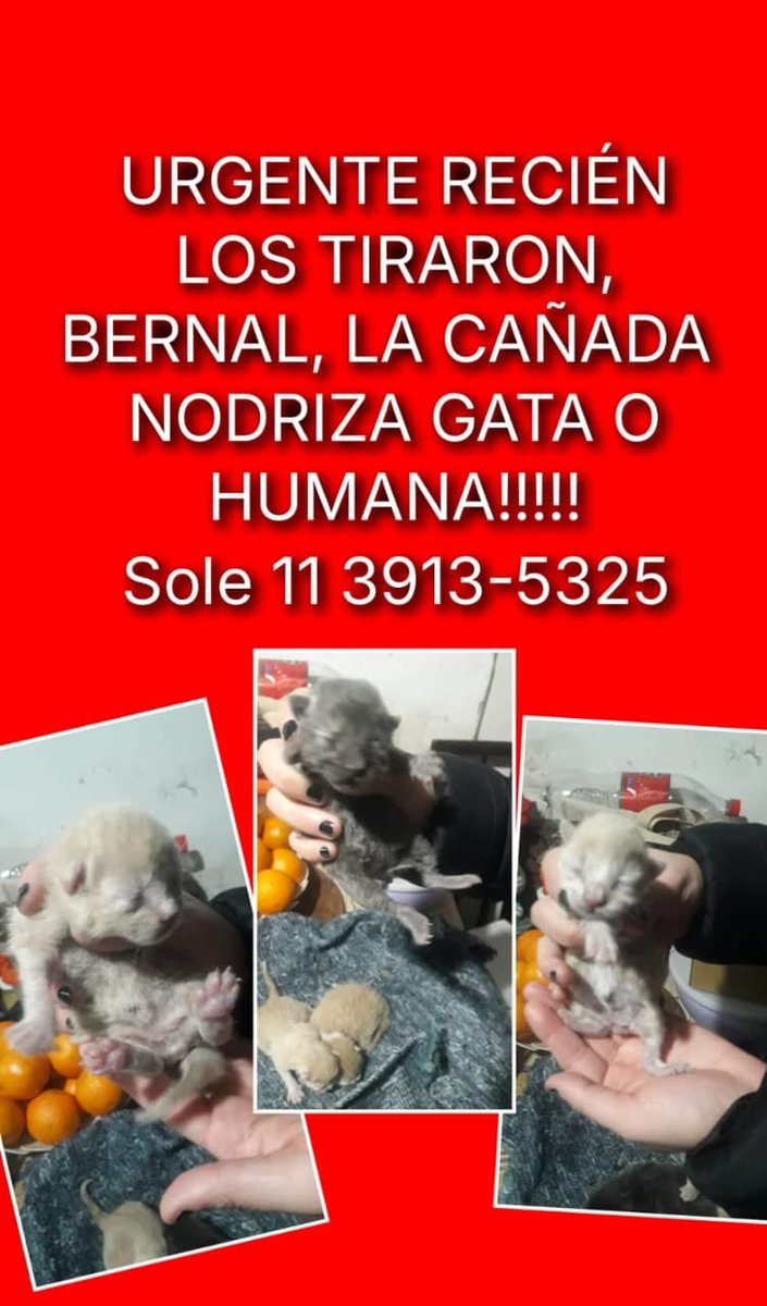 RaquelMait's tweet photo. Gatita nodriza urgente x favor https://t.co/fEyGG5a6Yk