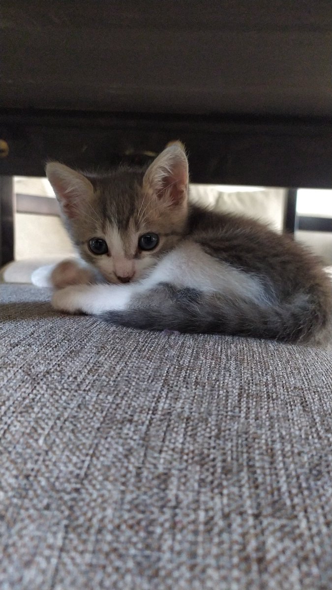 JazHaro1's tweet photo. Cuando la adoptamos, como va la cosa https://t.co/hdWZ5uaDgX