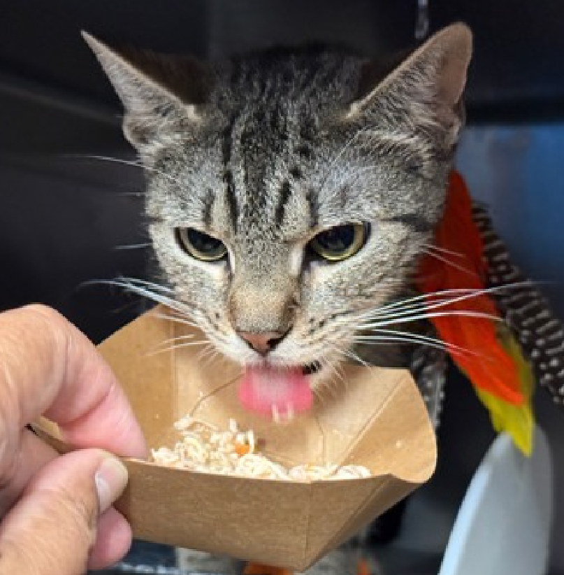 JLthekid9999's tweet photo. 🆘🆘 OCTOPUS (ID 257915), 4 YO, FEMALE –  IN MANHATTAN ACC - came into the shelter as a stray on 6/23/2026.    🆘🆘 😿 😿 😿 😿

➡️TBD 8/11/26

➡️ NEW HOPE PARTNER RESCUE ONLY

➡️ TOO LOW ON PLEDGES TO STIMULATE RESCUE INTEREST

➡️ 🆘🆘  3RD Chance on Emergency Placement List – NO ROOM IN SHELTER – WILL NOT BE GIVEN MUCH MORE TIME – VERY HIGH EU/SILENT KILL RISK– 🆘🆘 😱🔥🔥😱

➡️ 48 DAYS IN SHELTER – TOO LONG – TIME IS RUNNING OUT

➡️ OCTOPUS IS ON THE EPL FOR BEHAVIORAL REASONS - She is not thriving in the care center and continues to display distance-increasing behavior when approached for interactions. She has not warmed up despite staff using treats to build a positive association. This designation often means that the cat will be given very little time for rescue/foster/adoption.🔥🔥🔥🔥

A volunteer writes: Octopus gave birth in a laundromat. I guess, she wanted a clean environment for her brood. She was not allowed to stay and was brought to the Manhattan Care Center with her few days old babies. Octopus was stressed and had a very hard time nursing so the eight babes were placed and fed in an incubator. Octopus remained defensive with her caretakers and not open to having a trusting relationship with them. Lately, Octopus is showing signs that she might want to engage with staff and volunteers. She likes treats and as she spends more time on top of her hiding place than in, I presented her with a tray of high end cat food that I held. She came forward and after some hesitation and back and forth, she ate while I was with caution, petting her(see video). I was not so lucky with feather wands she seemed to be scared of. Nothing really is known about Octopus. Was she a stray, a pet who got out of luck? We all wish Octopus could be given a chance because even if she shows tiny improvements at the care center, being in a quiet home with a compassionate while experienced adopter or foster could be the light at the end of the tunnel for her...Will you be Octopus' hero? ❤️ 😻❤️ 😻❤️ 😻

NEEDS OUT OF SHELTER ASAP –

Please RT or pledge, if you can, to save this little one.

@AdamsPaulGrimke
@mehser12

💔😿🙏Thank you
