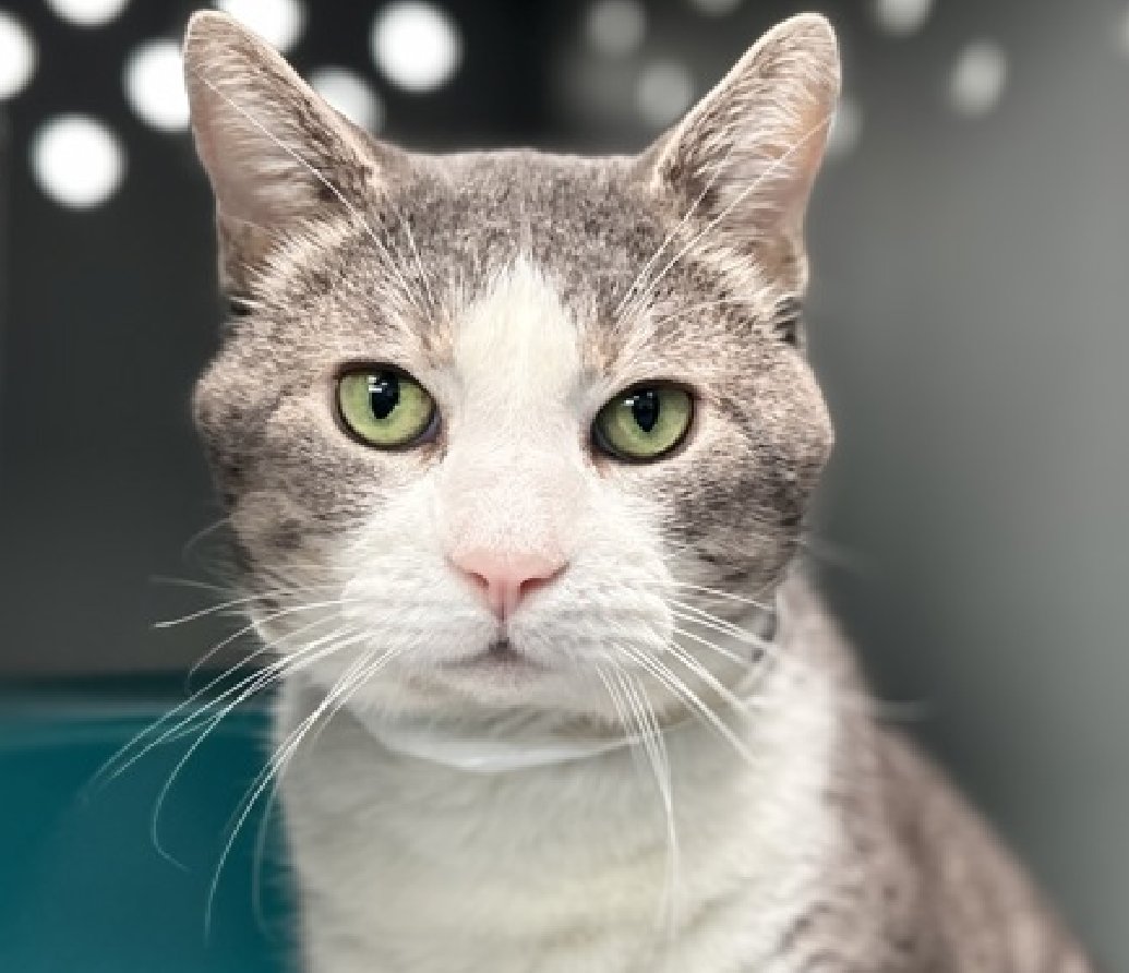 JLthekid9999's tweet photo. 🆘🆘 MUGEN (ID 254830), 7 YO, MALE –  IN QUEENS ACC - came into the shelter as an owner surrender on 6/1/2026, with the surrender reason stated as person health - allergies.   🆘🆘 😿 😿 😿 😿

➡️TBD 8/11/26

➡️ SENIOR ALERT

➡️ TOO LOW ON PLEDGES TO STIMULATE RESCUE INTEREST

➡️🆘🆘 8TH Chance on Emergency Placement List – HIGHLY UNUSUAL AND SHELTER AT MAXIMUM CAPACITY- NOW IS THE TIME TO ACT/HELP MUGEN- HIGHEST EU/SILENT KILL RISK–🆘🆘 😱🔥🔥😱

➡️ 70 DAYS IN SHELTER – TOO LONG – TIME IS RUNNING OUT

➡️ MUGEN IS ON THE EPL FOR BEHAVIORAL REASONS - He is not thriving in the care center and continues to display distance-increasing behavior when approached for interactions. He has not warmed up despite staff using treats to build a positive association. This designation often means that the cat will be given very little time for rescue/foster/adoption.🔥🔥🔥🔥

Mugen is not open to interaction at this time and does not currently tolerate petting or handling. Because his previous owner reports he is as a friendly, talkative, affectionate, active, and playful indoor cat who spends most of his time in the living room of his home when he is not following his people around in a home environment, we believe the behavior seen in the care center is shelter-specific and this cat would make a great pet, but is really struggling in the shelter environment. He is noted by his previous adopter to struggle with new people and to prefer contact on his own terms which is also a preference/need that the shelter environment by nature is not conducive to providing for. This cat is suitable for adopters with previous cat experience who are willing to work with a cat who needs time and patience to help him adjust to their new home. A volunteer writes: For half a very surprising second, I'd left Mugen waiting for pets. He was standing at the front and had presented me with his beautiful forehead. Headbunting into the hand I'd extended as soon as I realized what was happening, this was quite a bit different from a few minutes earlier when Mugen had gracefully hopped on top of his bed upon seeing me at the door. I really thought that space was as far as our friendship would go, which is always ok but after peering over and around my head for several minutes, Mugen had a change of heart. Extending his neck a little and trying to walk forward, I appreciate his thoughtfulness and understand that none of it's magic. Mugen takes his time to come around, but when he's ready, he does. He was brought to us after he followed someone home and since he lived there for a little while, they were able to see his curious and gentle side. Mugen is hoping to find a forever family to give him another chance.❤️ 😻❤️ 😻❤️ 😻

NEEDS OUT OF SHELTER ASAP –

Please RT or pledge, if you can, to save this little one.

@AdamsPaulGrimke

💔😿🙏Thank you