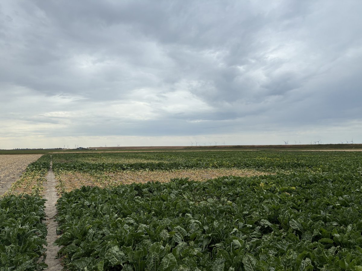 hankoblok's tweet photo. Rondje op de #akker. Profielopbouw van de bodem en vochtvoorziening van enorm belang. Ook nu investeren we weer in de bodem door storende lagen te verwijderen en bewortelbare zone te vergroten. De knolselderij kan nog wel wat regen gebruiken. Soms heb je bandenpech😅. #teelt26 https://t.co/f6aVihPBDt
