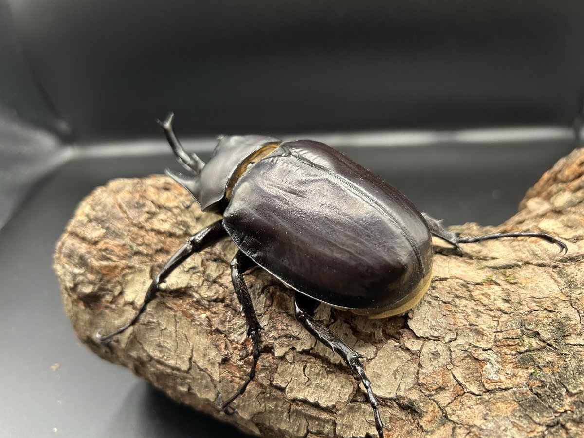 akairotakeo's tweet photo. レックスゾウカブト 1ペア
♂95up  ♀70up（希望者が入れば後日詳細
ペルーイキトス
CBF2
7月上旬羽化
未後食（ペアともに鳴き始めてます）
需要に応じて単品分け販売も可能です
発送日は主都合と台風もあるので要相談。
￥8000＋送料（80サイズ）
2~3日でヤフオクに流します！
興味があれば是非！ https://t.co/Kei01KSyLU