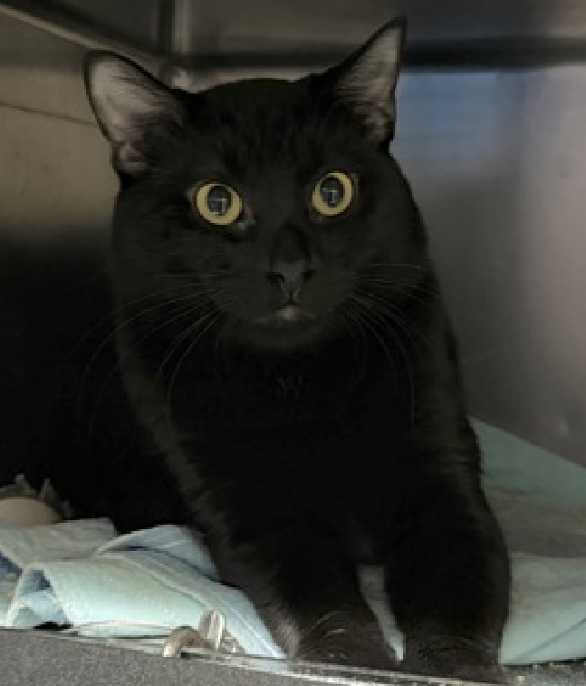 JLthekid9999's tweet photo. 🆘🆘 HARISSA (ID 259339), 2 YO, MALE –  IN MANHATTAN ACC - came into the shelter as an aco - impound on 7/10/2026, with the surrender reason stated as animal behavior - aggressive towards people.    🆘🆘 😿 😿 😿 😿

➡️TBD 8/11/26

➡️ NEW HOPE PARTNER RESCUE ONLY

➡️ TOO LOW ON PLEDGES TO STIMULATE RESCUE INTEREST

➡️🆘🆘 4TH  Chance on Emergency Placement List – BEYOND URGENT -  NO ROOM IN SHELTER – WILL NOT BE GIVEN MUCH MORE TIME – VERY HIGH EU/SILENT KILL RISK – 🆘🆘 😱🔥🔥😱

➡️ 31 DAYS IN SHELTER – TOO LONG – TIME IS RUNNING OUT

➡️ HARISSA IS ON THE EPL FOR BEHAVIORAL REASONS - He is not thriving in the care center and continues to display distance-increasing behavior when approached for interactions. He has not warmed up despite staff using treats to build a positive association. This designation often means that the cat will be given very little time for rescue/foster/adoption.🔥🔥🔥🔥

Due to his stress levels, it is in his best interest to move out of the kennel environment and into a stable home as quickly as possible. He would do best in a home with adopters who are willing to give him plenty of time and space to adjust, and who have experience with helping a fearful cat adjust to strangers. ❤️ 😻❤️ 😻❤️ 😻

NICE THING ❤️ 😻❤️ 😻❤️ 😻

NEEDS OUT OF SHELTER ASAP –

Please RT or pledge, if you can, to save this little one.

@AdamsPaulGrimke
@mehser12

💔😿🙏Thank you