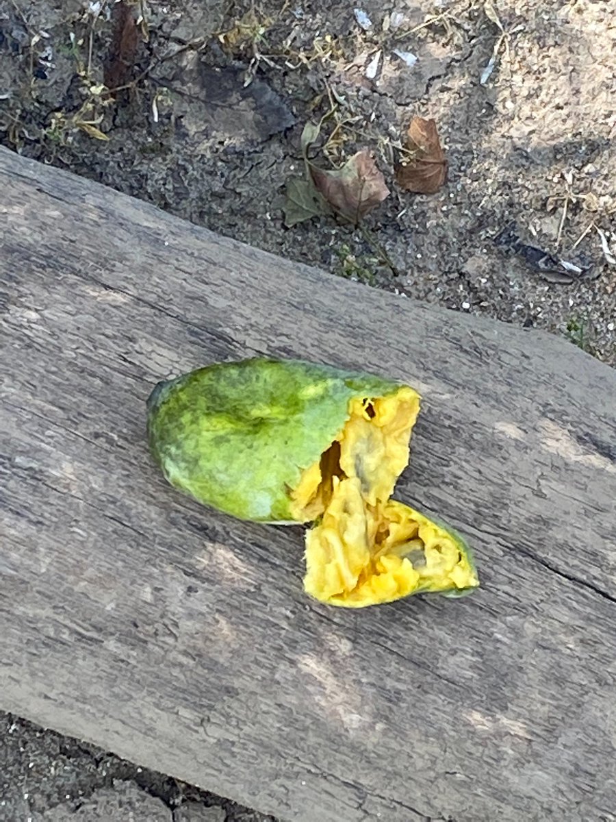 TimeMounta98968's tweet photo. @HemmerleinLee @danielle_k78408 We saw many along the river a couple of years ago while on a float trip in the Ozarks. https://t.co/JhxYaajgCq