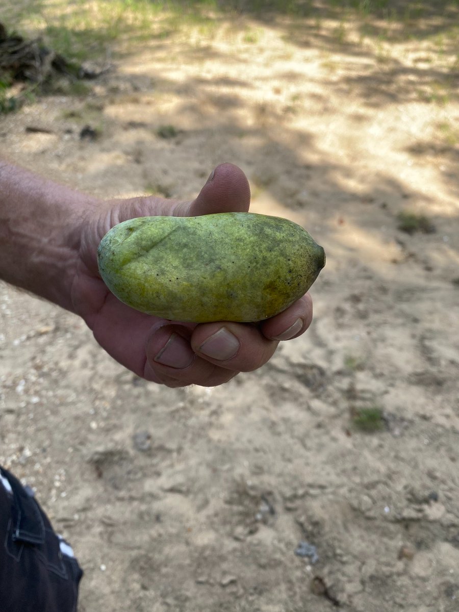TimeMounta98968's tweet photo. @HemmerleinLee @danielle_k78408 We saw many along the river a couple of years ago while on a float trip in the Ozarks. https://t.co/JhxYaajgCq