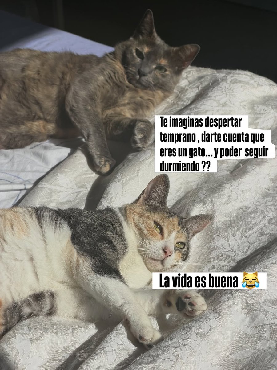 MyCatsYouCats's tweet photo. https://t.co/xpsCg39t0X