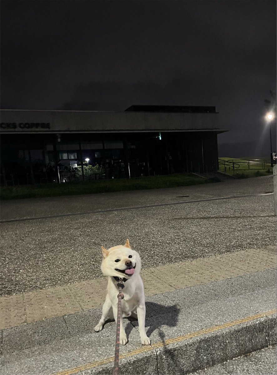 GO0324's tweet photo. 踏ん張り犬😂

#まめしば https://t.co/gi0XvebF2d