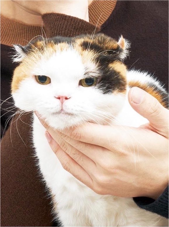 mayoikonico's tweet photo. 옹. . . https://t.co/xsrwxaIe0g