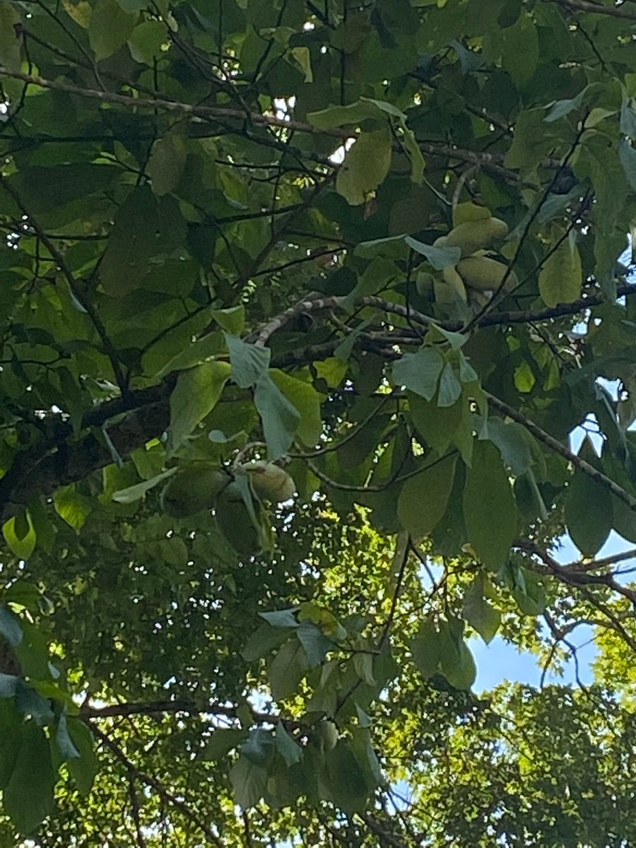 TimeMounta98968's tweet photo. @HemmerleinLee @danielle_k78408 We saw many along the river a couple of years ago while on a float trip in the Ozarks. https://t.co/JhxYaajgCq
