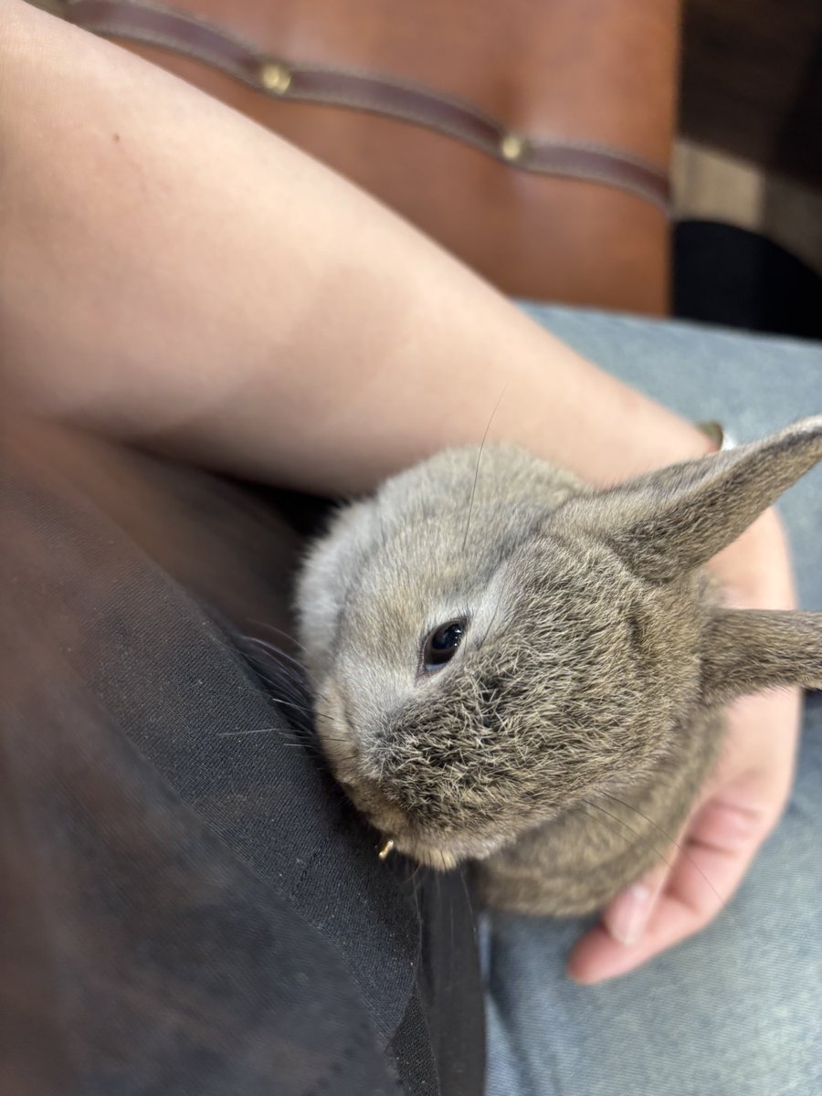 parm_mrap's tweet photo. 岩盤浴行ってリフレッシュして
動物カフェ行って
初めて蛇に巻き付かれたり
うさちゃんと触れ合ったり
氷食べたりした

まだ始まったばかりなのに最高のお盆休み✨ https://t.co/ulWZGq8RoN