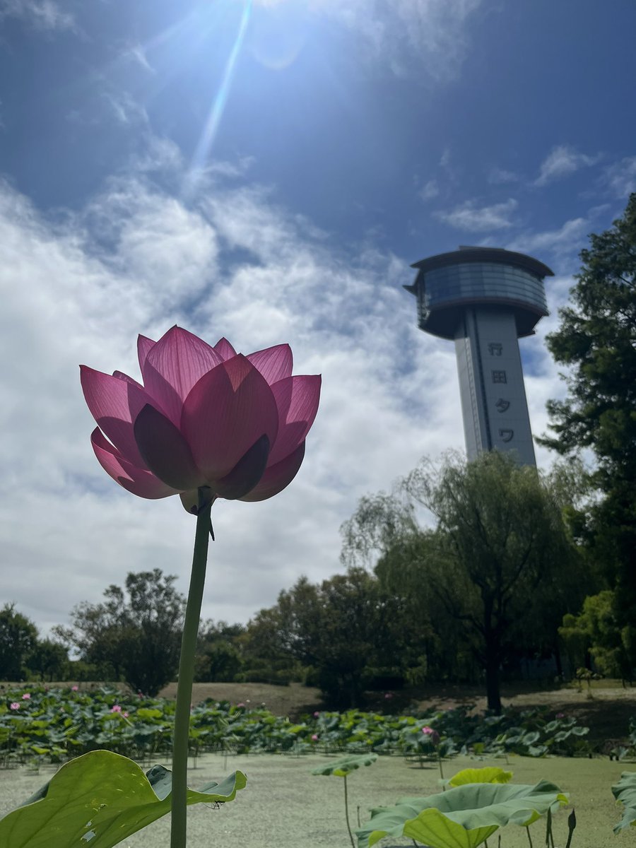 3nannbooo's tweet photo. 埼玉県にも行ってきた！
古代蓮！行田タワー！
田んぼアート！ https://t.co/kZm7ejjmgM
