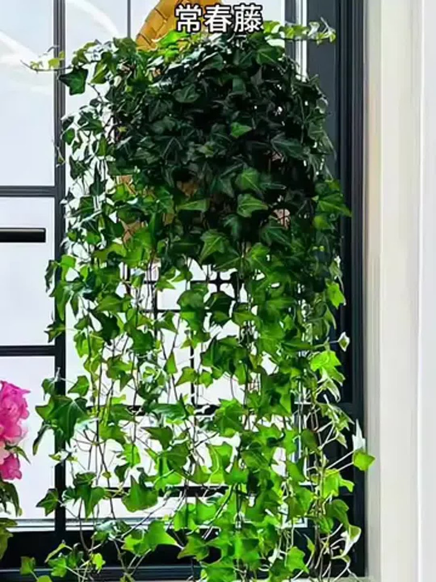 VernaLanceagje's tweet photo. Keep your pothos happy by letting its soil dry out 2 inches deep between waterings—they’ll reward you with lush, trailing leaves! https://t.co/yUHwhRTaXo