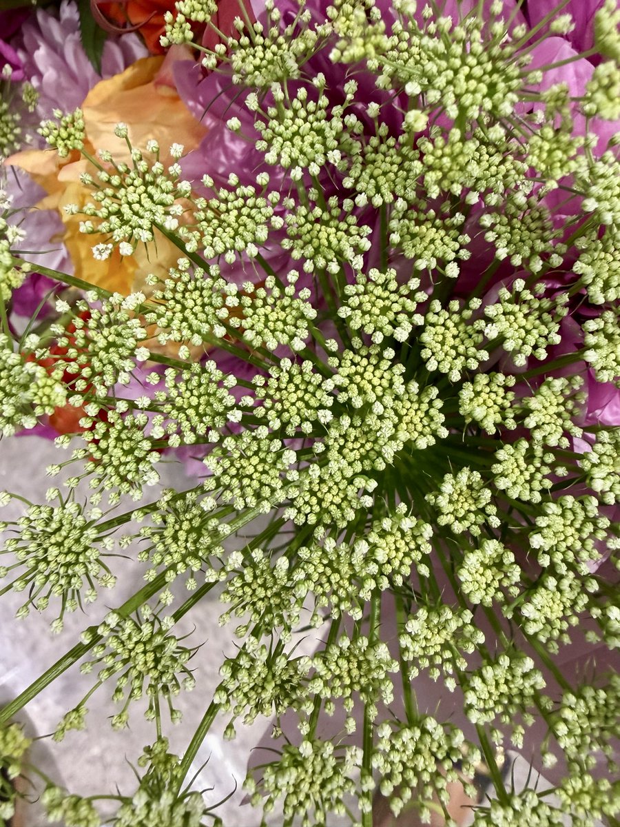 rtgoddess2's tweet photo. Queen Anneโs Lace #FlowersOnX https://t.co/49UMD5XZHg