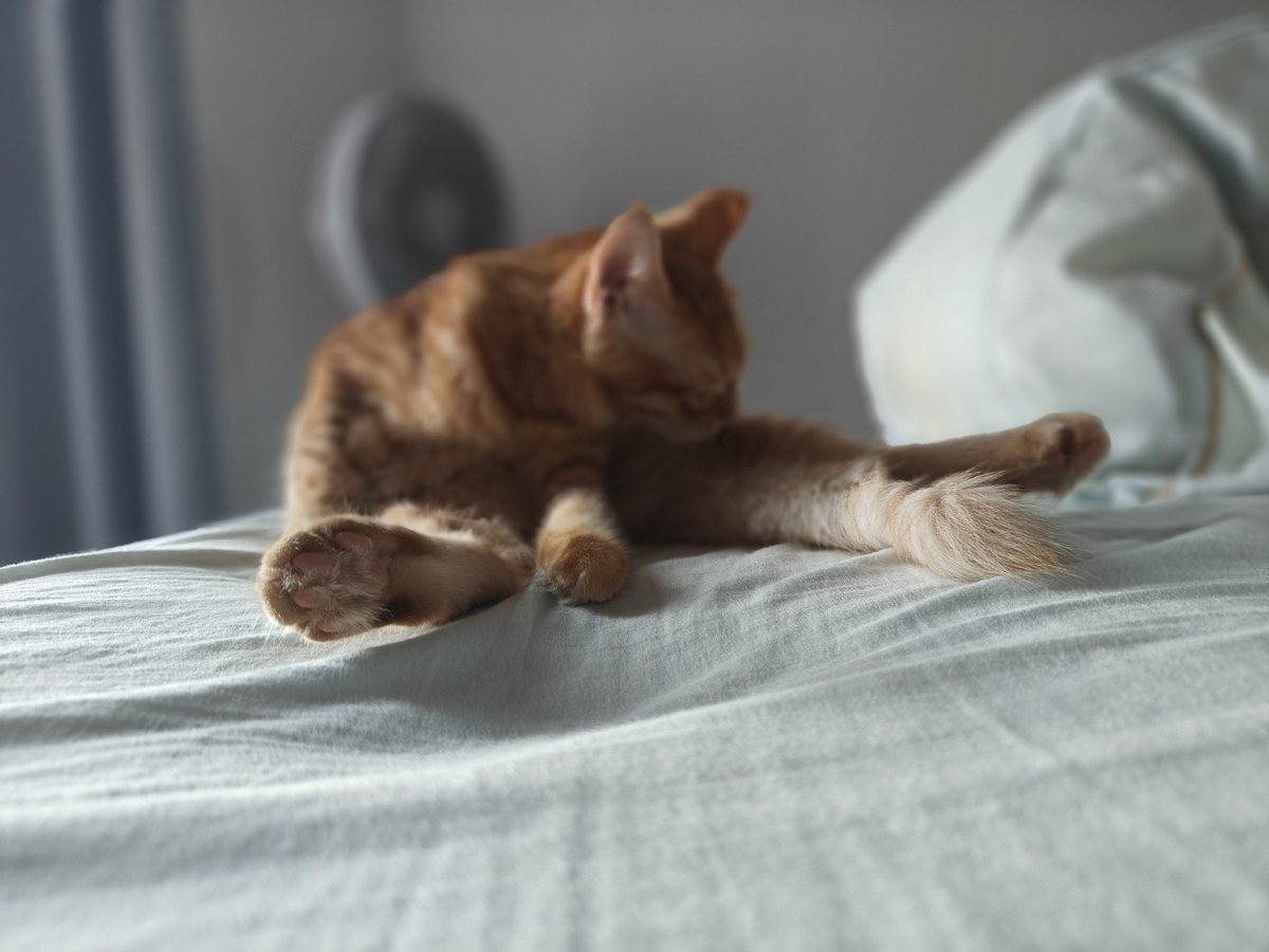 CYvacant's tweet photo. 沉迷自我的猫咪🐱 https://t.co/0oDNsJ5VNv