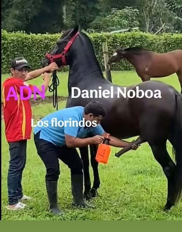 Leoconstante68's tweet photo. @HAdSoRi @gRACEcAROLINA23 @Luissan65985570 @TheVerdugoEc Delincuente es tu  supuesto narco presidente según la OCCRP, trol hijo de la gran puuuuu atttt. 
Todo aquel que aplaude a un narco traficante y recibe dinero para lavar su imaginen es igual de delincuente si o no ? Y entonces miserable ?
Cuanto te pagan por hacer este trabajo https://t.co/n0dVjCqYSA