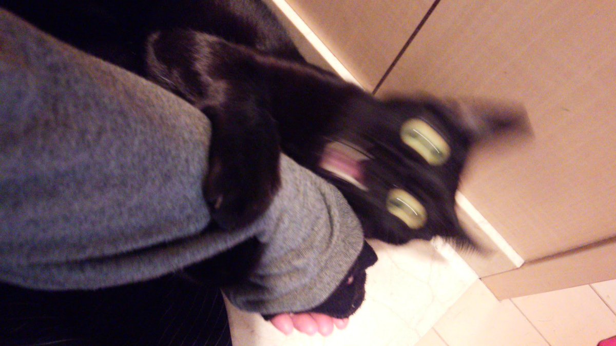 kazuyo0716yon's tweet photo. ほんとに。
7kgの頃でも荒ぶるとそこそこ大変だった。
それが10kgに増量し、熟睡中に襲われた時は片手では押し負けてしまい、変な汗が出た思い出。 https://t.co/0qFA06tdGN