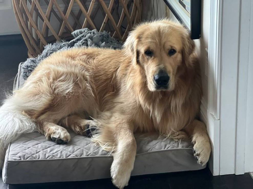 fvjzuf36624's tweet photo. If you love feeling that thick knot lock inside you...
My Telegram is full of it.
Join the pack
https://t.co/YQ7EaqlPvs
RT so more knot lovers find us
#dogs #german #Australian https://t.co/Q1wuPfflAO