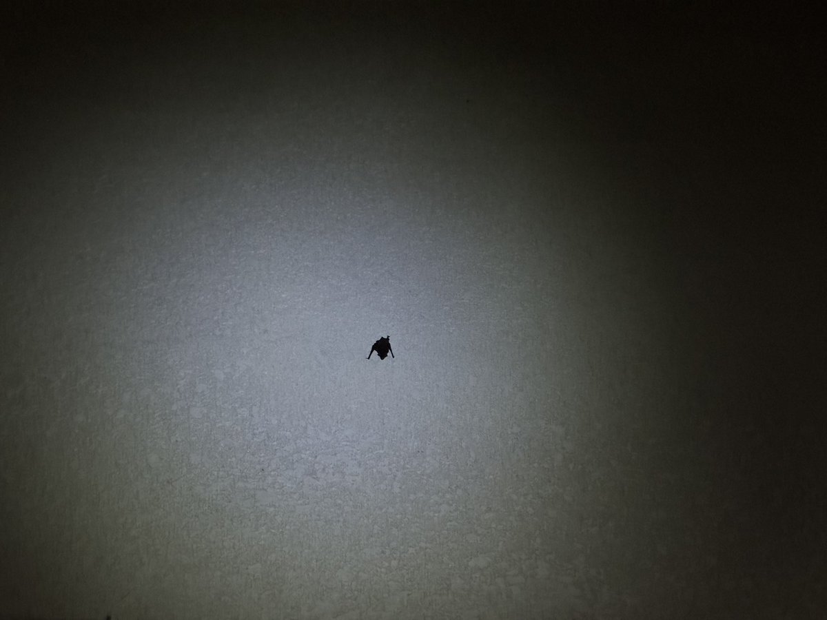 DEKAPANDA5's tweet photo. うちの外壁にカブトムシがいる！と思ってよく調べたらコウモリらしいです。
田舎の家屋だし換気扇の近くだし。 https://t.co/RyuJ3DPw5a