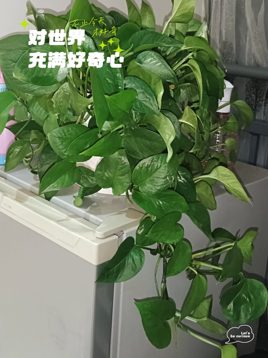 simplicio_sy's tweet photo. Caring for pothos Water when top 2 inches of soil is dry, keep in bright indirect light – it’s hard to kill u0026 purifies air! #PlantCareTips， https://t.co/9xajosuRNH