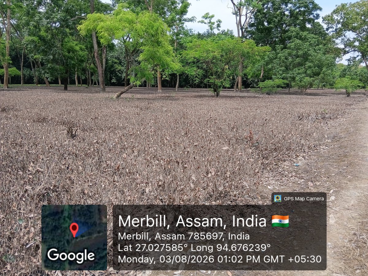 pchetiapator's tweet photo. @teaboardofindia The recent devastating flood has severely affected the Small Tea Growers of Betbari, Sivasagar, Assam. Our tea gardens remained waterlogged for several days, causing extensive defoliation, damage to tender shoots and serious stress to the tea bushes. https://t.co/Y3mO4MHjnG