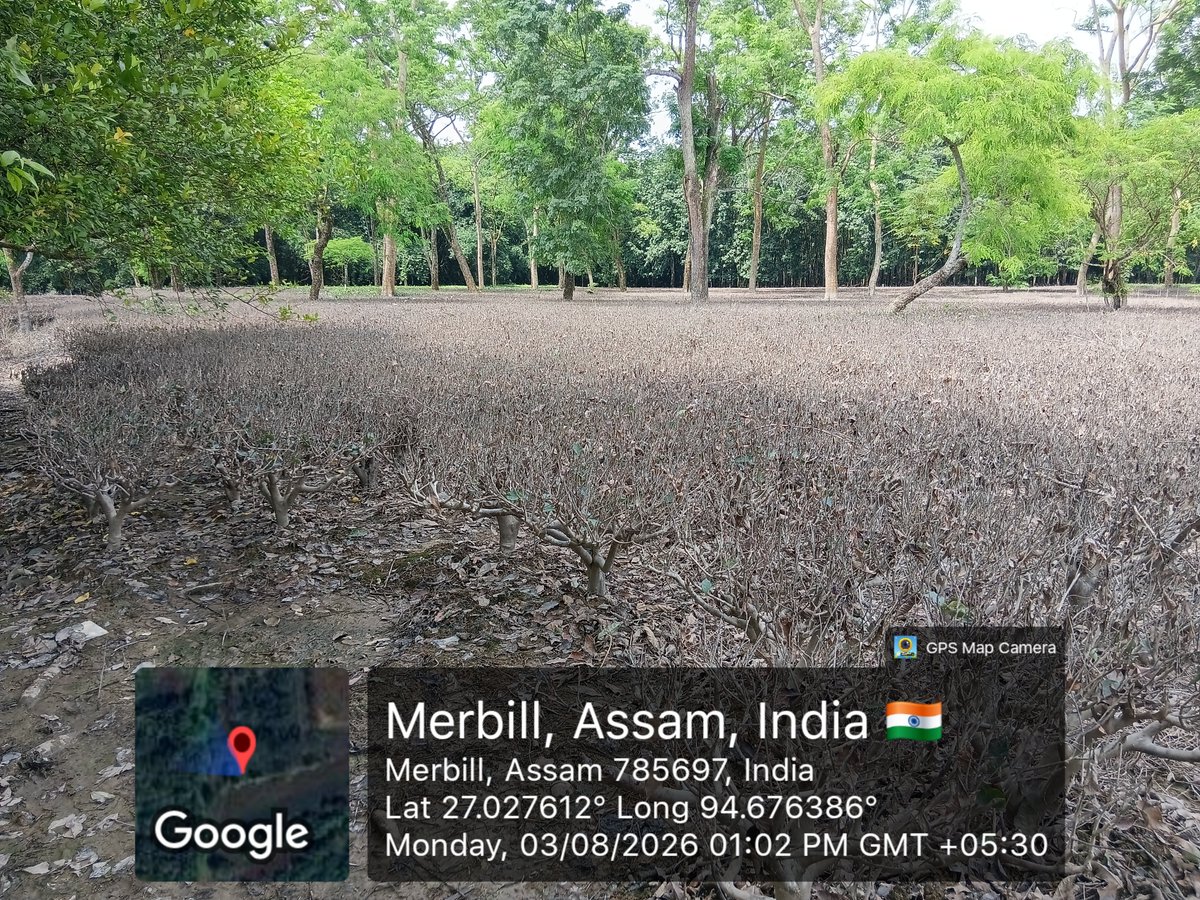 pchetiapator's tweet photo. @teaboardofindia The recent devastating flood has severely affected the Small Tea Growers of Betbari, Sivasagar, Assam. Our tea gardens remained waterlogged for several days, causing extensive defoliation, damage to tender shoots and serious stress to the tea bushes. https://t.co/Y3mO4MHjnG