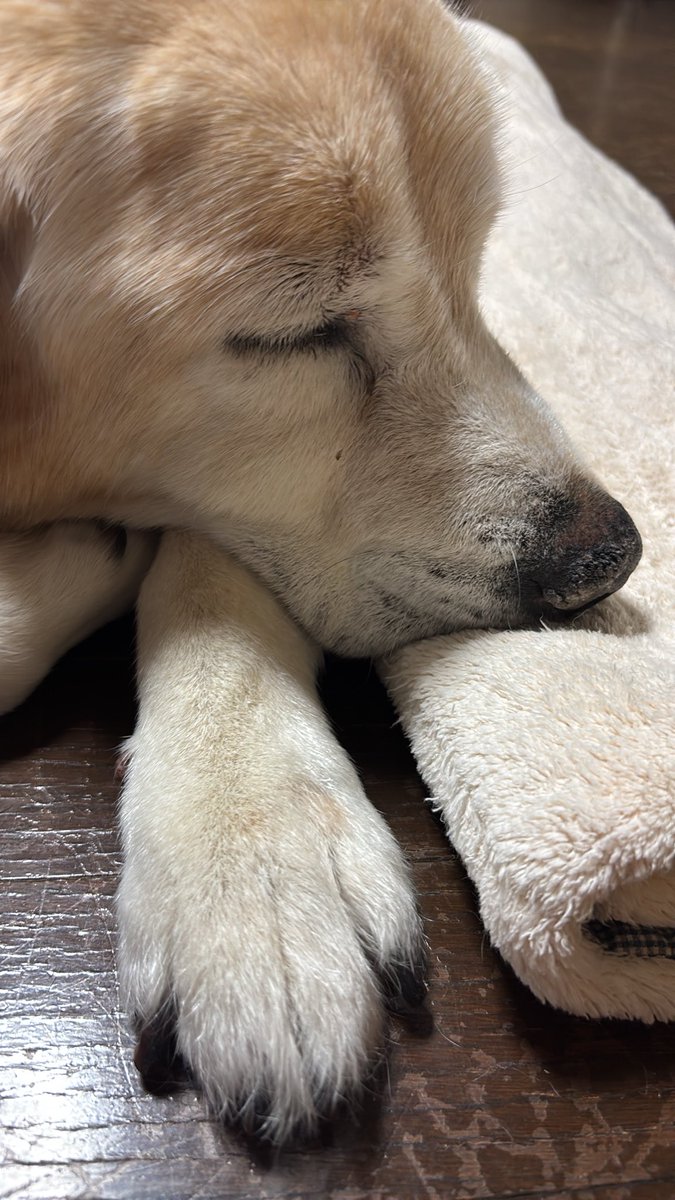 DobuniGeli's tweet photo. https://t.co/g7e1pcANS4