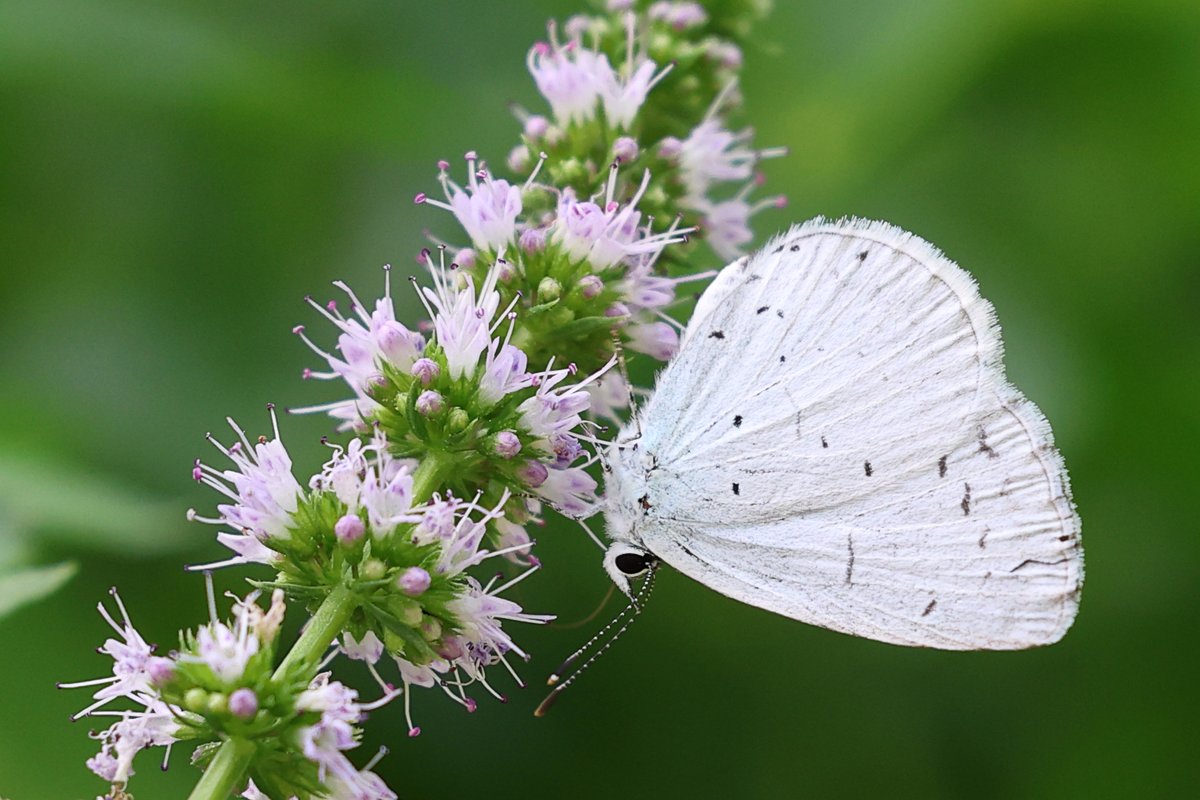 naturalisimoWeb's tweet photo. #Náyade #Celastrina argiolus en las flores de #Mentha de casa. Ya de paso,  hemos preparado unos mojitos. La biología es apasionante 😎 #Lycaenidae #mariposas #butterflies #ManzanaresElReal https://t.co/1H5EMsxRkq