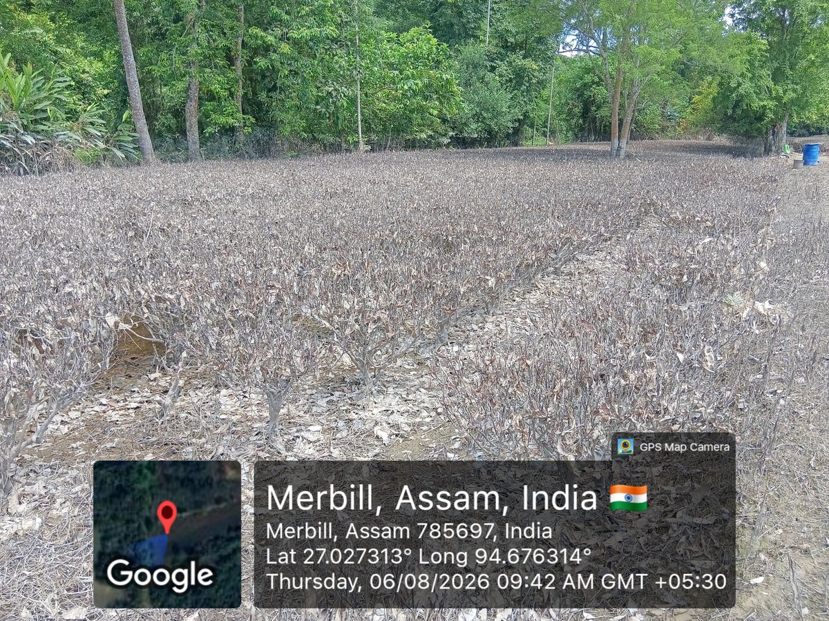 pchetiapator's tweet photo. Hon’ble CM @himantabiswa Sir, the recent devastating flood has severely impacted the small tea growers of Betbari,  Sivasagar. 
We humbly request the Government to urgently conduct a scientific assessment of the flood-damaged tea gardens of small tea growers in Sivasagar. https://t.co/AkOjxfsjI3