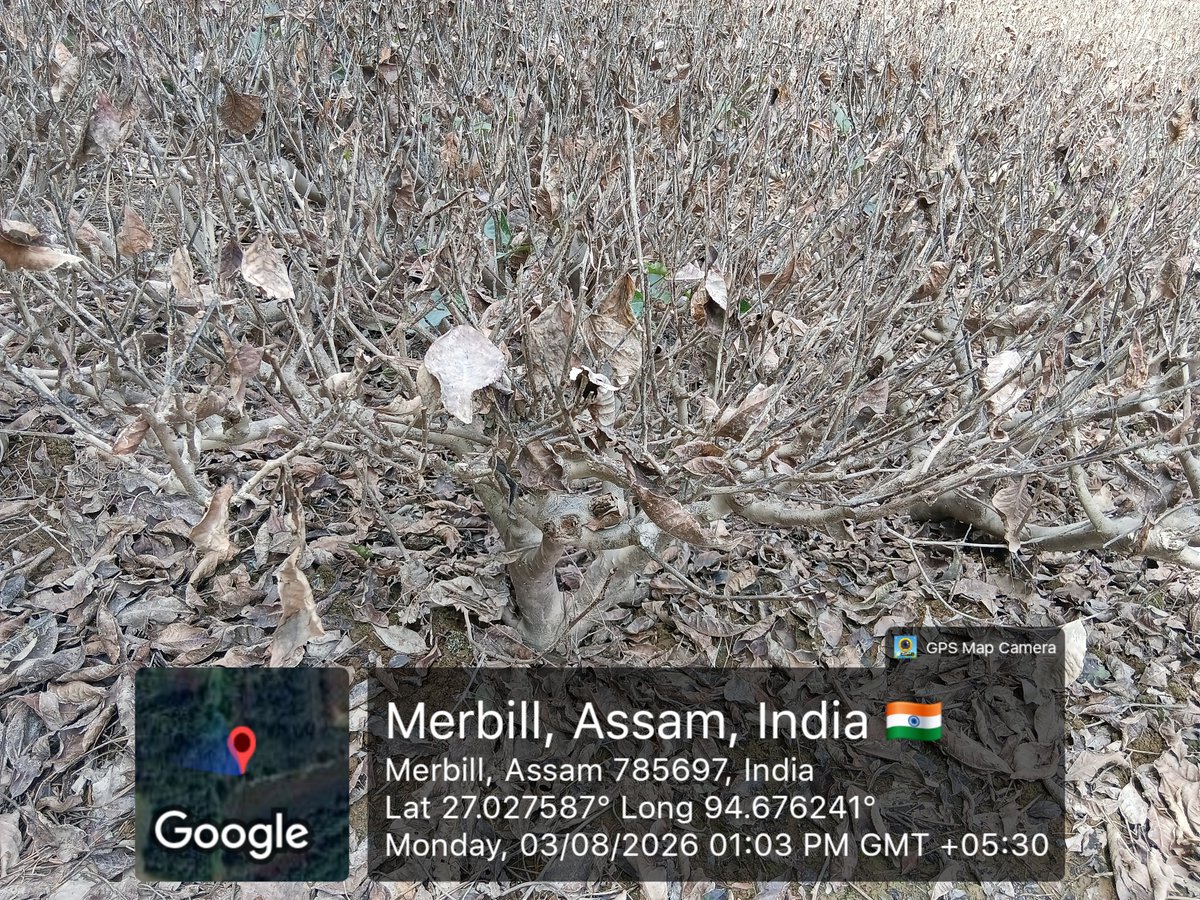 pchetiapator's tweet photo. Hon’ble CM @himantabiswa Sir, the recent devastating flood has severely impacted the small tea growers of Betbari,  Sivasagar. 
We humbly request the Government to urgently conduct a scientific assessment of the flood-damaged tea gardens of small tea growers in Sivasagar. https://t.co/AkOjxfsjI3
