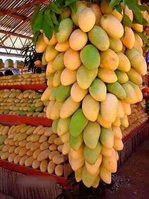 omdaa5000's tweet photo. مطلوب عمال لقطف مانجا من الساعة 6 الصبح لغاية ما يكبس علينا صاحب المزرعة
#منقول https://t.co/BkXhrUUcRk