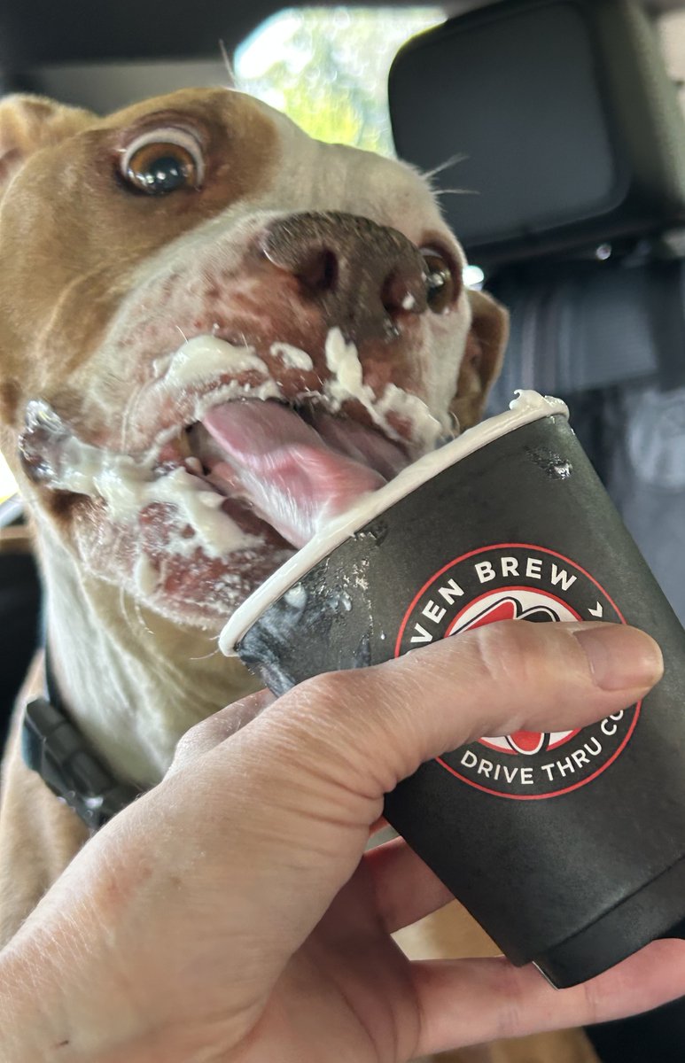DavidNeiszPHL's tweet photo. My dog, Sushi, loves her pup cup from @7BrewCoffee https://t.co/Eu3N3TBV6H