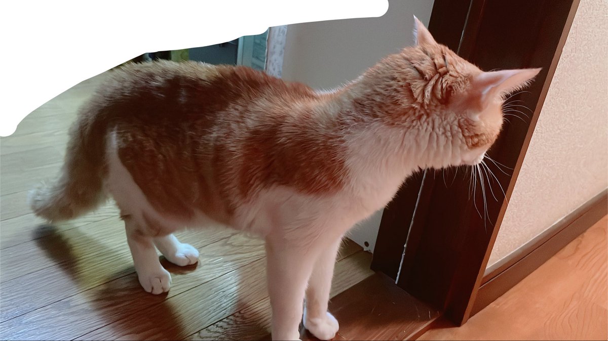 coccosuke109's tweet photo. うとうとしていたら階段のあたりからドタバタとすごい音がしたので見に行ったら茶白さまの尻尾がとんでもない太さに…下から預かっている猫さまがとぼとぼ来たので多分戯れてる間に落ちたのかな🤔危ないから大人しくしてほしい🥲 https://t.co/OFqKheTiCr