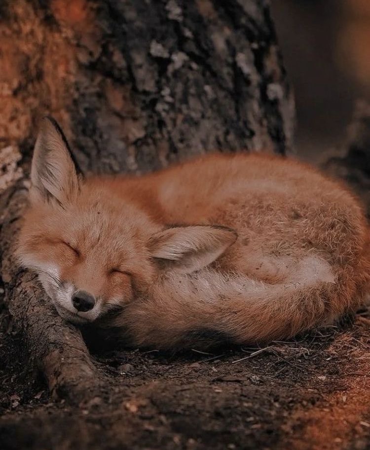 ASlyLilFox's tweet photo. ━━━━ 🐾 ━━━━

𝑆𝘩𝑒 𝑛𝑒𝑒𝑑𝑒𝑑 𝑎 𝘩𝑒𝑟𝑜 𝑠𝑜
𝑡𝘩𝑎𝑡'𝑠 𝑤𝘩𝑎𝑡 𝑠𝘩𝑒 𝑏𝑒𝑐𝑎𝑚𝑒.

━━━━ 🐾 ━━━━

*• 𝘈𝘦𝘴𝘵𝘩𝘦𝘵𝘪𝘤𝘴*• https://t.co/zw5lmtMpNS