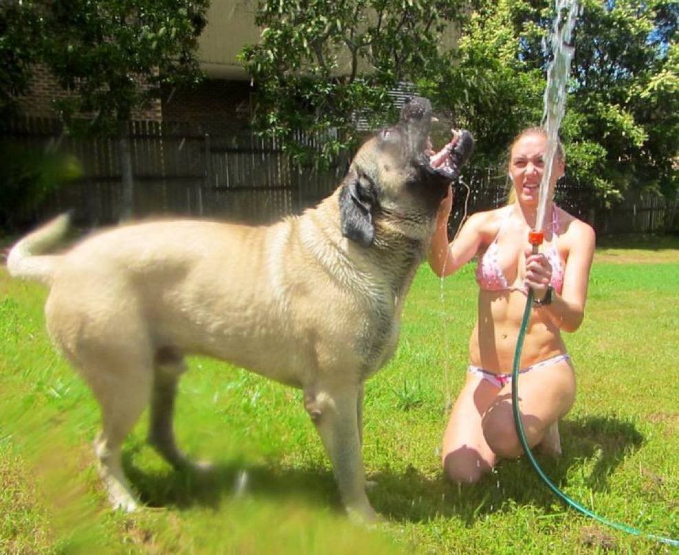 dmfsyq84588's tweet photo. Nothing beats waking up to my dog's happy tail wags. Pure love in fur form. ❤️🐕 I'm your kn🤪t goddess and he's my favourite hound 🐾 Link to message 👇 #Dogknotting #Breeding
https://t.co/7EuzGf78y1 https://t.co/dPq67dABXn