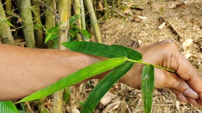 HerbalistHenry_'s tweet photo. BAMBOO LEAVES 🍃

TREATS ⬇️ 

[1] Varicose Veins [1 TSPN | 2x DLY | 8–12 WKS] 
(Vascular wall elasticity support)
[2] Hemorrhoids [1 TSPN | 2x DLY | 4–6 WKS] 
(Astringent & venous relief)
[3] Prostate Inflammation / BPH [1 TSPN | 2x DLY | 8–12 WKS
(Anti-inflammatory & urinary flow)
[4] Hypertension / High Blood Pressure [1 TSPN | 2x DLY | 12+ WKS]  (Vasodilation & arterial tone)
[5] Cardiovascular / Atherosclerosis [1 TSPN | 2x DLY | 12+ WKS] (Endothelial protection)
[6] High Cholesterol (Hyperlipidemia) [1 TSPN | 2x DLY | 8–12 WKS] (Lipid-lowering polyphenols)
[7] Chronic Inflammation [1 TSPN | 2x DLY |
(Systemic antioxidant support)
[8] Gastritis & Stomach Ulcers [1 TSPN | 2x DLY | 4–6 WKS] (Mucosal lining protection)
[9] H. Pylori Adjunctive Support [1 TSPN | 2x DLY | 4–6 WKS] (Symptom relief & gut soothing)
[10] Varicocele Symptom Management [1 TSPN | 2x DLY | 8–12 WKS] (Microvascular circulation support)
[11] Bacterial / Microbial Infections [1 TSPN | 3x DLY | 2–3 WKS] (Mild antimicrobial activity)
[12] Type 2 Diabetes / High Blood Sugar [1 TSPN | 2x DLY | 12+ WKS] (Glycemic control support)
[13] Osteoporosis / Low Bone Density [1 TSPN | 1–2x DLY | 6+ MOS] (High bioavailable silica content)
[14] Osteoarthritis & Joint Pain [1 TSPN | 2x DLY | 8–12 WKS] (Connective tissue & joint support)
[15] Gout / High Uric Acid [1 TSPN | 2x DLY | 4–8 WKS] (Diuretic uric acid clearance)
[16] Non-Alcoholic Fatty Liver (NAFLD) [1 TSPN | 2x DLY | 8–12 WKS] (Hepatoprotective flavonoids)
[17] Hair Thinning & Loss [1 TSPN | 1x DLY | 3–6 MOS] (Silica-driven keratin synthesis)
[18] Brittle Nails [1 TSPN | 1x DLY | 2–3 MOS] (Structural mineral reinforcement)
[19] Skin Aging / Loss of Collagen [1 TSPN | 1–2x DLY  (Collagen synthesis support)
[20] Urinary Tract Inflammation (Cystitis) [1 TSPN | 3x DLY | 1–2 WKS] (Flushing & diuretic action)
[21] Edema / Fluid Retention [1 TSPN | 2x DLY | 2–4 WKS] (Mild natural diuretic)
[22] Bronchial Congestion & Cough [1 TSPN | 2–3x DLY | 1–2 WKS] (Expectorant properties)
[23] Fever / Internal Heat [1 TSPN | 3x DLY | 3–5 DAYS] (Antipyretic cooling effect)
[24] Oxidative Stress / Cellular Damage [1 TSPN | 1–2x DLY 
[25] Slow Metabolism / Weight Management [1 TSPN | 2x DLY | 12+ WKS] (Metabolic support)
[26] Gingivitis & Oral Inflammation [1 TSPN | 2x DLY | 2–4 WKS] (Gargle or drink for oral bacteria)
[27] Mild Anxiety & Restlessness [1 TSPN | 1x DLY (Night) | 4–6 WKS] (Calming neuro-protective effect)
[28] Dysmenorrhea / Menstrual Cramps [1 TSPN | 2x DLY | 1 WK Prior/During] (Spasmolytic action)
[29] Poor Peripheral Circulation [1 TSPN | 2x DLY | 8–12 WKS] (Micro-vascular flow)
[30] Immune Dysfunction [1 TSPN | 1–2x DLY  (Polyphenol immune modulation)

Preparation & Dosage ⬇️ 
Get   BAMBOO LEAVES     in  Bulk, air-dry in a shade away from direct sunlight (in a shade / balcony) then blend bulk to POWDER when 100% dehydrated (Takes a week or Less)

Inside half litre of already boiled water (or quantity of water you can consume at a go),  STEEP / SOAK  The measurement / dosage  of  BAMBOO LEAVES    Powder associated with the illness you're treating above.  COVER  it and allow infuse for  10 - 20  minutes or until warm enough to drink. 
DO NOT COOK IT!
Filter / Sieve & drink whole liquid extract.
Do this DAILY for the specified number of times & timeframe associated with the illness you intend to treat. 

KINDLY  REPOST / SHARE  &  Follow @HerbalistHenry_  on  X (Twitter)  🙏