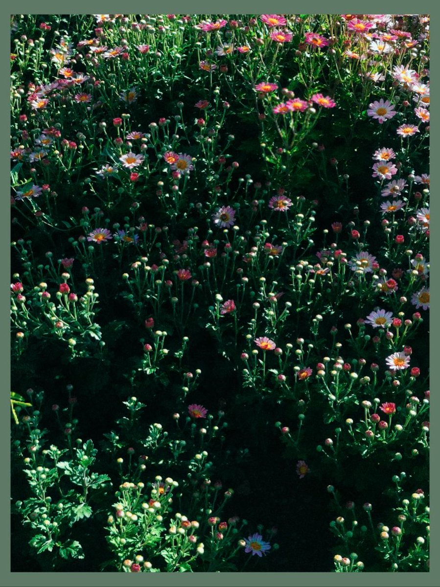 AnnasXechoes's tweet photo. Share a nature photo from your gallery https://t.co/5MoWYX5u1m