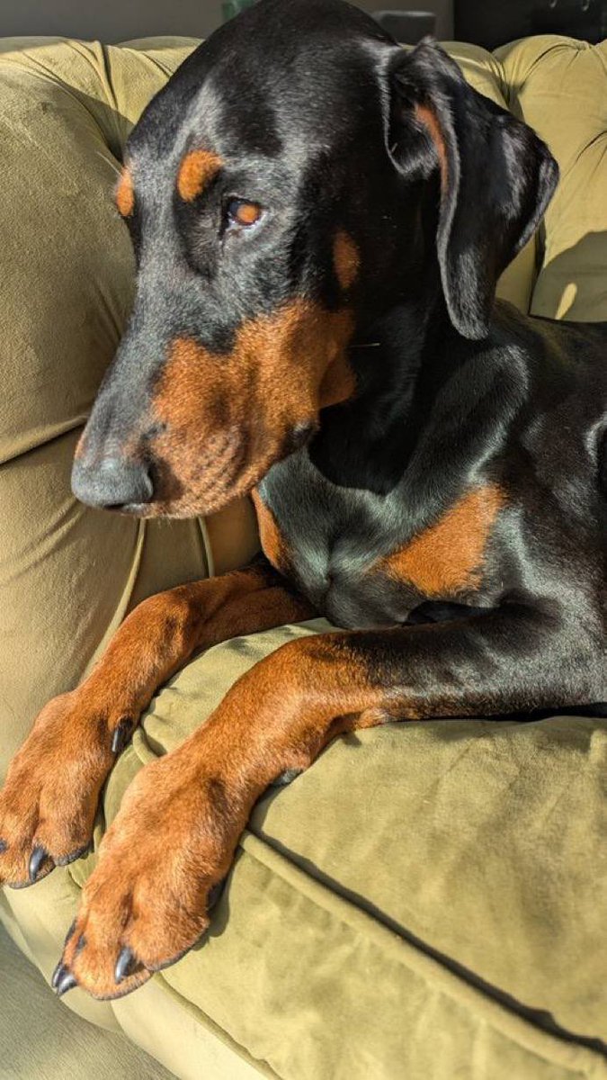 bmqytr67286's tweet photo. Nothing beats waking up to my dog's happy tail wags. Pure love in fur form. ❤️🐕  #Dogknotting #Breeding
https://t.co/CnmOet3NuS https://t.co/OZ05wOBed0