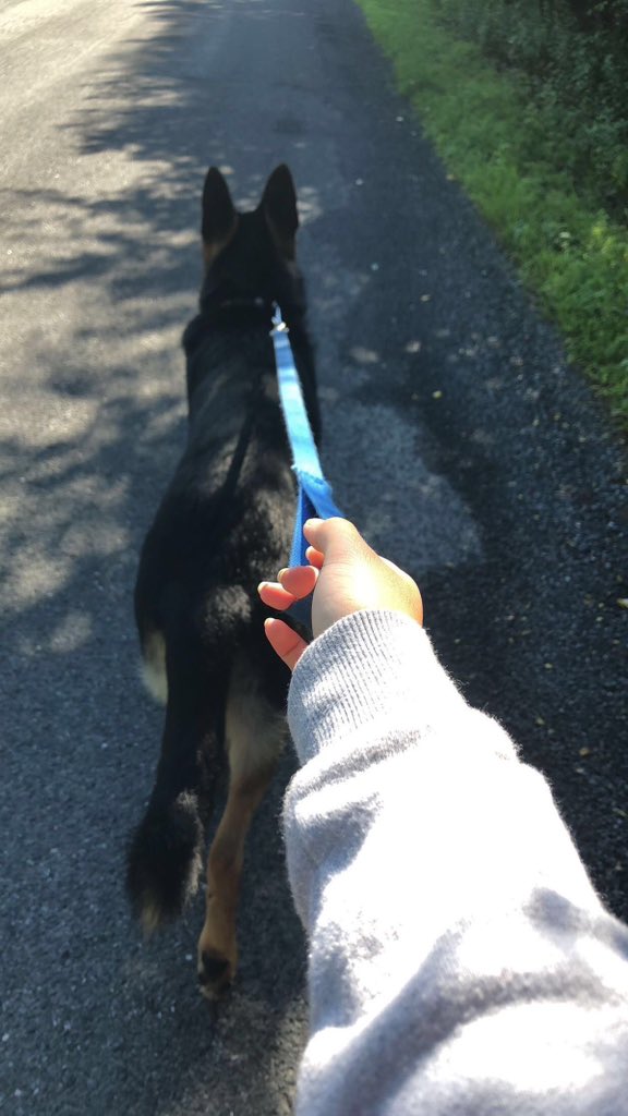 Charlenesknot's tweet photo. Life’s better with a waggling tail ❤️🔥🐕
👇🏻👇🏻👇🏻
https://t.co/U2T3qJvTx4

#DogGram #FurryCompanion #PuppyLoveDaily #DogObsession #PetFriends #TailWaggers https://t.co/7rMPSfOl6K