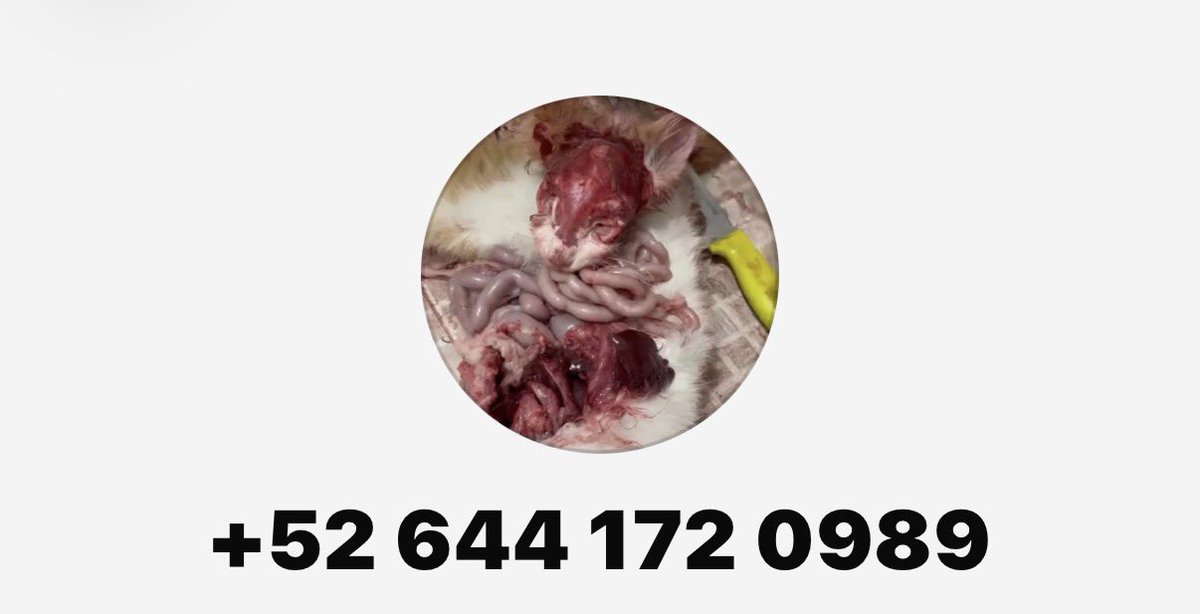 K3n_D4ll's tweet photo. @nezzzumine Encontrad a este enfermo 
Mató a un gato y lo tiene de foto de perfil 
Se ha reportado el número solo lo han tumbado https://t.co/F1G0H6saiA