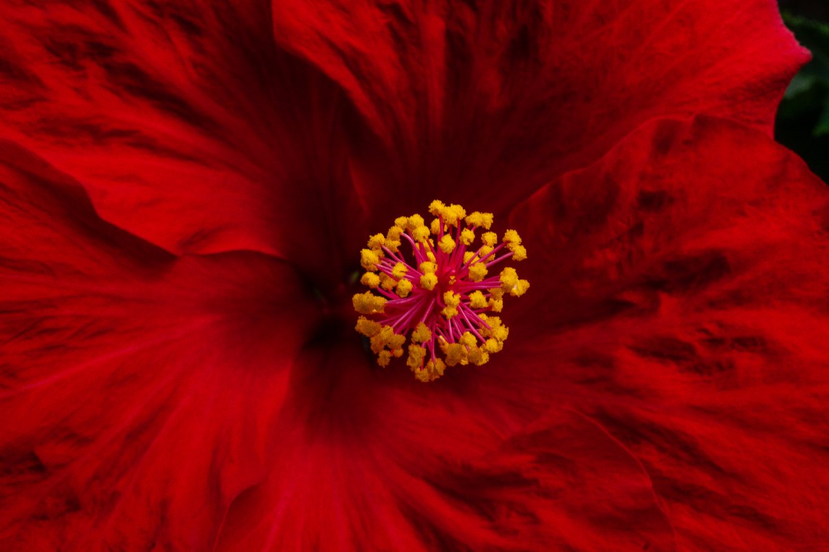 XmxHowes's tweet photo. Check out my Flower photos available https://t.co/f8ilqhvy3T
#wallartforsale #wallart #gifts #giftideas #floral #flower #macrophotography #art #closeup #nature #beauty #deepRed #Hibiscus #bloom #flowers #macroflowers #homedecor #forsale https://t.co/J8fWfj1soz