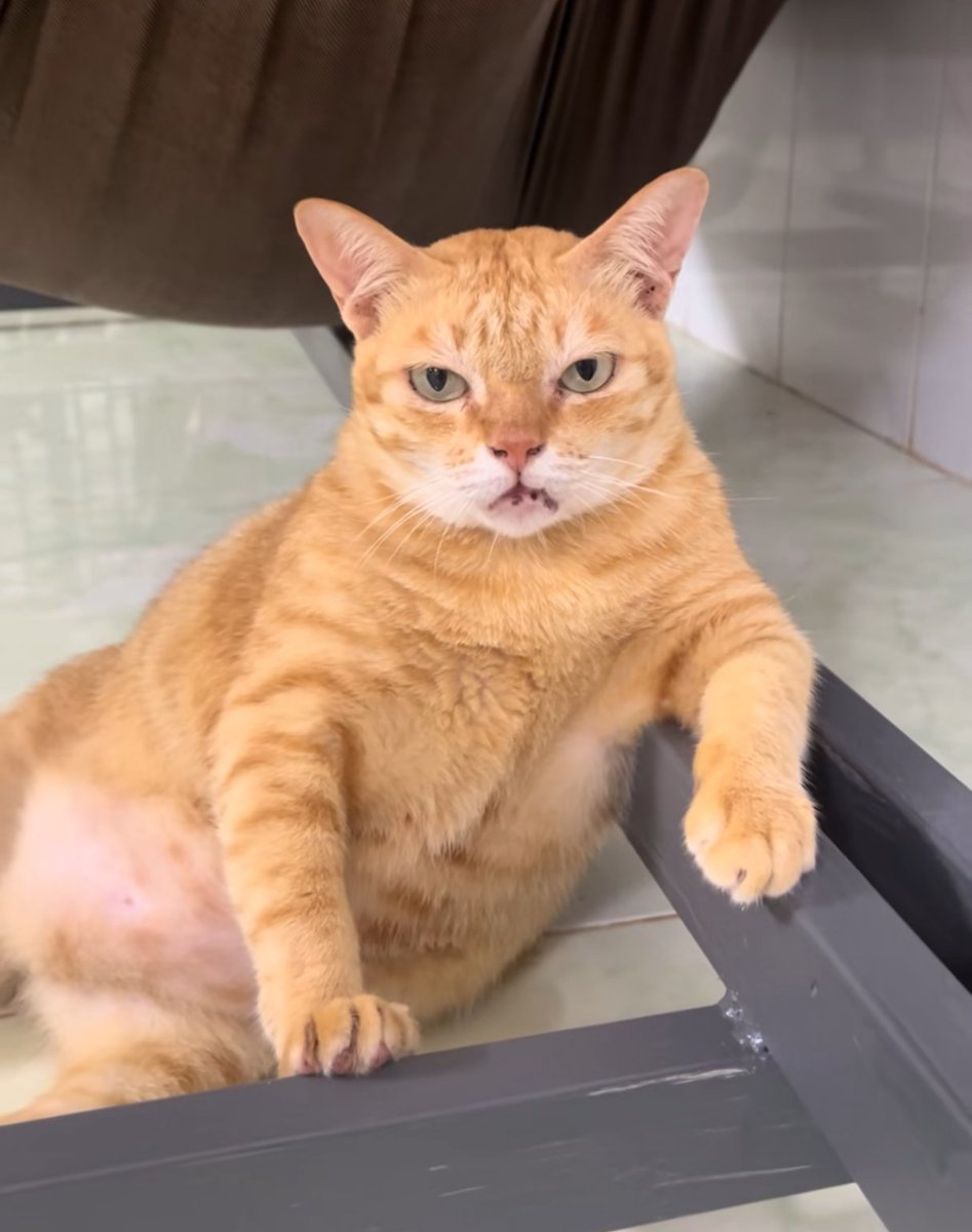 Orangecatpb's tweet photo. Do you guys think that looks cool? https://t.co/2vMeMvGFbn