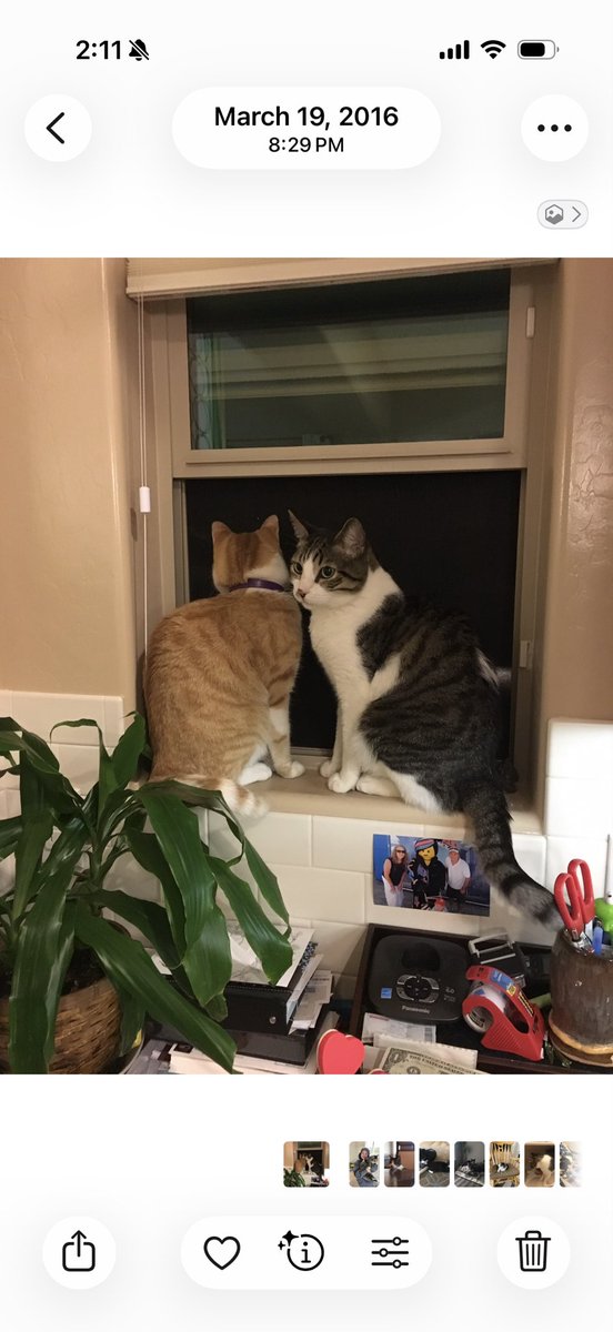 sarahs1776's tweet photo. These are our two Bobs. The Bob on the right was with us for 16 wonderful years, and the Bob on the left our oldest son named “Bob Also” because he really loved the name Bob. He showed up at our house like he was on a mission, 3 days before my mom passed. Cats are the best. ❤️ praying for your Bob to come home!