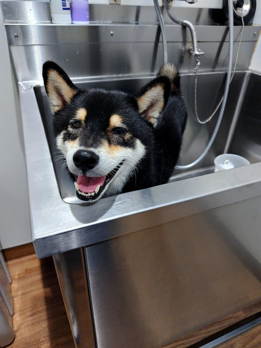 OrangeQun's tweet photo. 昨日はシャンプーお疲れ様🧴🚿
イヤだよーっの大絶叫😫
ドライヤーではしょぼぼん⤵️⤵️
さらふわになって準備OKだね✨✨ https://t.co/7Wquw9CVRD