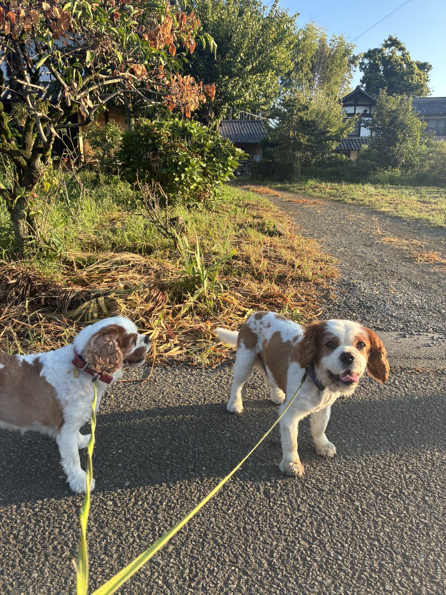 michelleo5rw's tweet photo. 朝活第２弾終了〜🐕🐕
カボチャの赤ちゃん発見❗️🎃
⭐︎
この時期になると思い浮かぶ映画：：：🎬
⭐︎
『火垂るの墓』『この世界の片隅に』『永遠の0』『戦場のメリークリスマス』　
私的には『シンドラーのリスト』に感動しました😭📃✨
皆さんの好きな映画は何ですか
。。❓🏵️
#朝活　#名作映画 https://t.co/3Epv0bOtGe