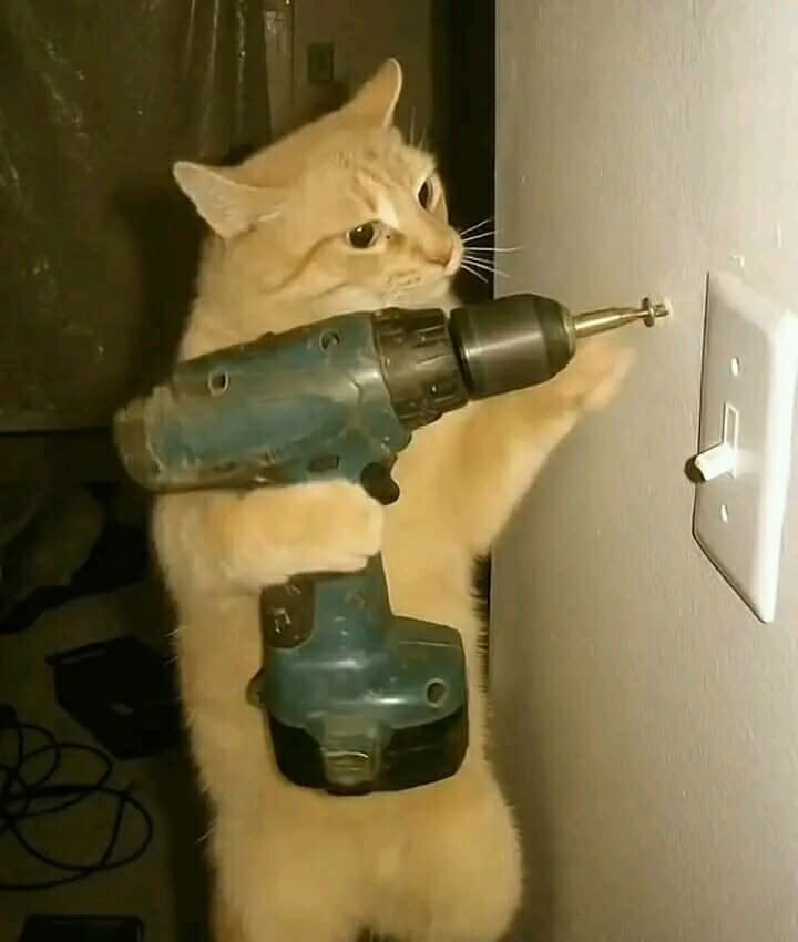 SlenderSherbet's tweet photo. You: Sleeping soundly.

Your cat at 3:30am: https://t.co/i695wGkfjQ