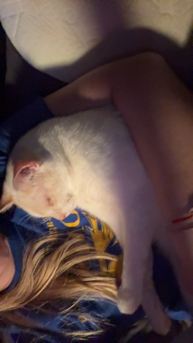 laniebalanie's tweet photo. @sprinkllpoptart i saw this and got so fucking scared bro oh my god we were fostering him for awhile until his owners took him back like a couple days ago 😭 https://t.co/slSKKy4YFR