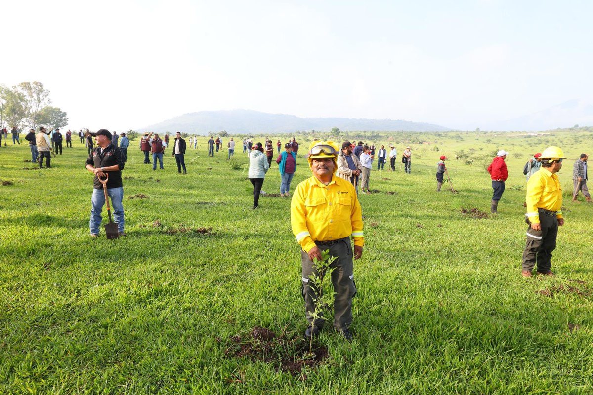 Efrainmoralesl's tweet photo. Esta mañana en compañía del gobernador @ARBedolla nos sumamos desde #Michoacán a la Jornada Nacional de Reforestación impulsada por la Presidenta @Claudiashein. 
En este estado participaron 10 mil voluntarios en 59 puntos para plantar 120 mil árboles en un solo día. https://t.co/aZOnnEAYIM