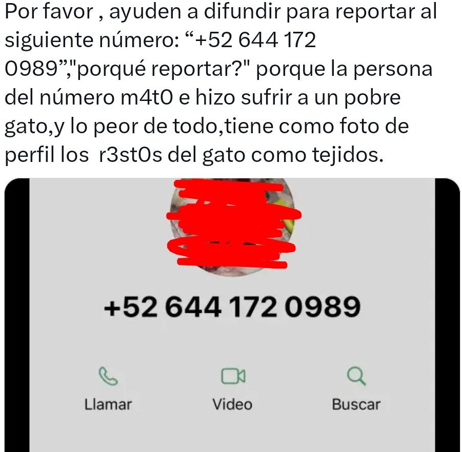 gyshcnn's tweet photo. Esto es un dolor en el alma para quienes amamos a los gatos. Aunque ya no estén, es inevitable pensar en lo que sufrieron. Duele pensar que no podemos salvarlos a todos y que para muchos, son simples animales que no merecen tu preocupación y tiempo https://t.co/l6dNeu7opx