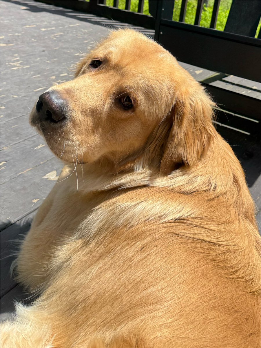 AnnaNoelleDua's tweet photo. 1000 likes and I buy my dog a duck https://t.co/l3q7BgGfsb