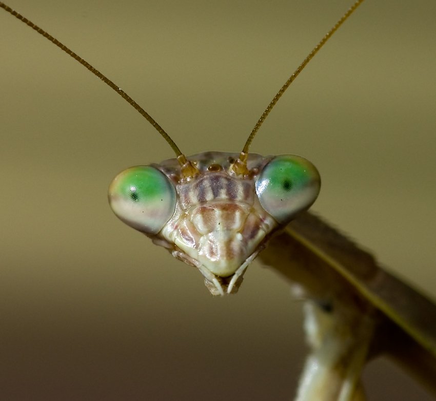 grette13's tweet photo. @Riley_Gaines_ I hate to insult praying mantises, but the resemblance is remarkable. https://t.co/zgP7cdGj5l